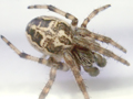 Larinioides cornutus